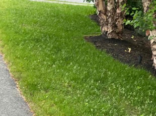 Milton F.'s grass maintenance service result