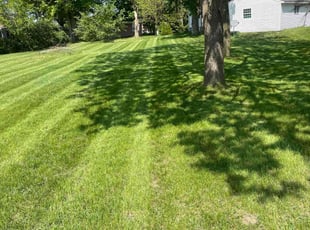 William B.'s grass cutting service result