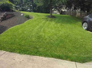 Kathleen P.'s grass cutting service result