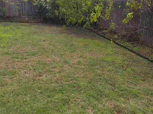 Tasheema A.'s Leaf Removal service result