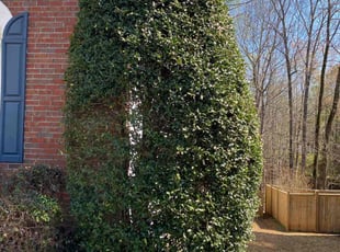 Domonique W.'s Bush Trimming service result