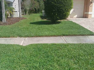 Jasmine L.'s grass cutting service result