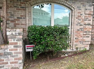 Jacqueline P.'s Bush Trimming service result