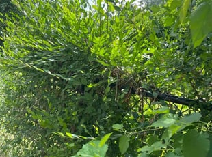 Diana M.'s Bush Trimming service result