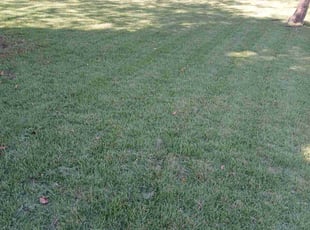 Debbie k.'s turf maintenance service result