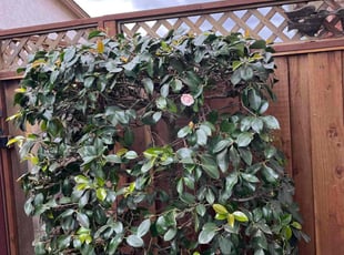 Joseph U.'s Bush Trimming service result