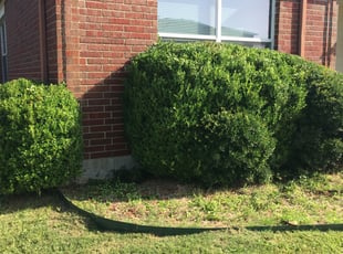 Laqunda W.'s Bush Trimming service result