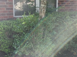 Todd T.'s Bush Trimming service result