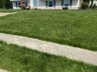 Theresa C.'s turf care service result