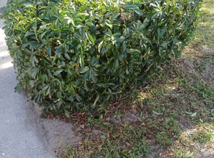 Shawn M.'s Bush Trimming service result