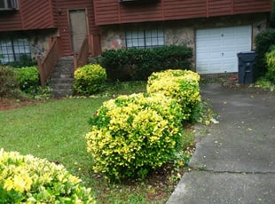 Denise R.'s Bush Trimming service result
