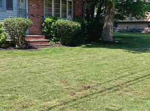 Zelene D.'s turf care service result