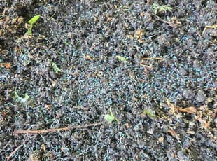 Margaret C.'s Lawn Seeding service result