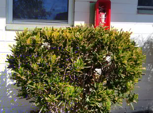 Karlene S.'s Bush Trimming service result