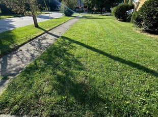 Bridgest D.'s lawn service service result