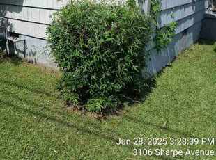 Jody D.'s Bush Trimming service result