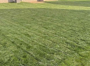 Lynda P.'s grass cutting service result