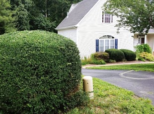 Joseph C.'s Bush Trimming service result