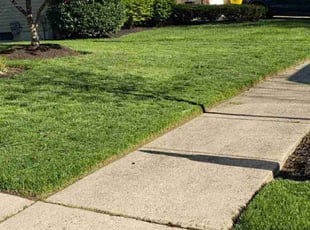 Theodore B.'s grass cutting service result