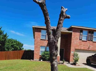 Adrianne C.'s Tree Trimming service result
