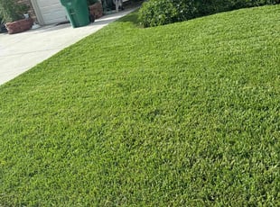 Rhea R.'s lawn maintenance service result
