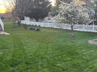 Tyler P.'s lawn care services service result