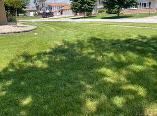 Alberto R.'s grass maintenance service result