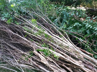 Judie D.'s Bush Trimming service result