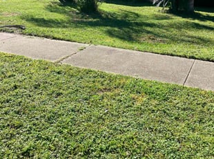 Jaquez C.'s turf maintenance service result