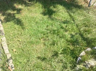 Henry G.'s grass cutting service result