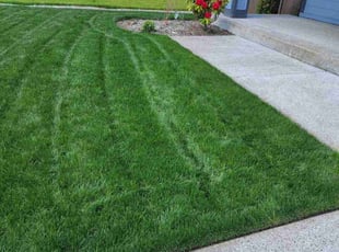 Rachel S.'s lawn care service result