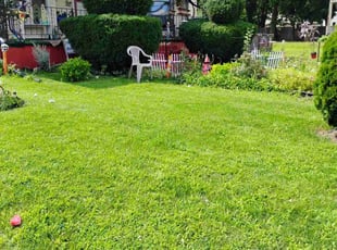 Betsy U.'s Bush Trimming service result