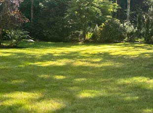 Dan R.'s grass cutting service result