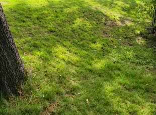 Curtis P.'s lawn care service result