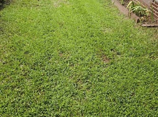 Tiffany W.'s turf maintenance service result