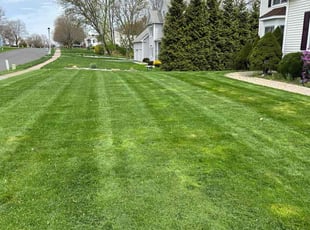 Pari J.'s turf care service result