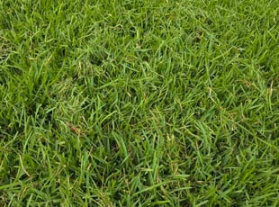 Esmeralda A.'s grass cutting service result