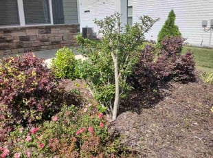 Marilyn S.'s Bush Trimming service result