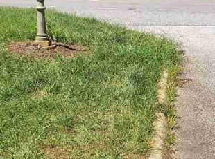 Paul S.'s grass maintenance service result