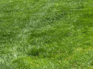 Bev C.'s turf care service result