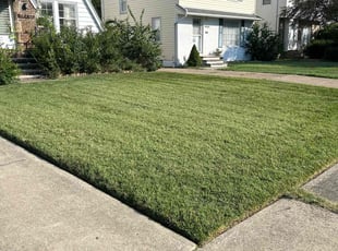 Daniel D.'s grass maintenance service result