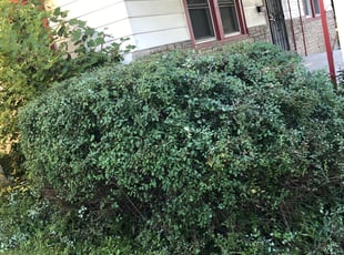 Flora F.'s Bush Trimming service result