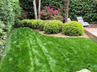 Judy H.'s turf maintenance service result