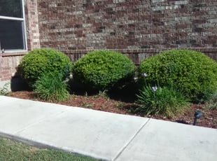 Robin R.'s Bush Trimming service result