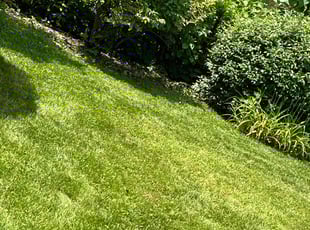 Kathleen R.'s lawn care service result