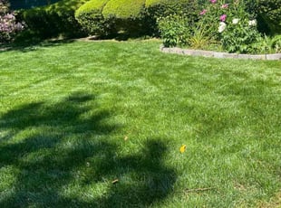 Karen P.'s grass maintenance service result