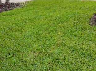 Shane W.'s grass cutting service result