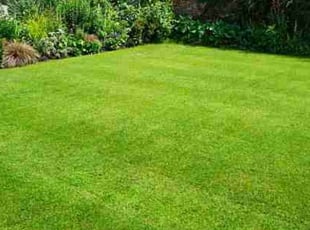Xavier K.'s Lawn Seeding service result