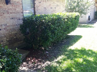 Pamela J.'s Bush Trimming service result