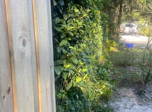 Diane B.'s Bush Trimming service result